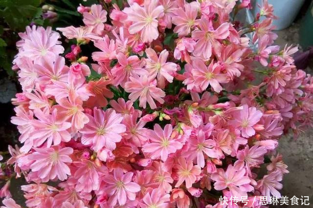 这花像长寿花一样好养,全年不间断的开花,太美了