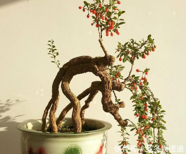 不会养花,就养这2种绿植,好养能吃花芳香,两年长成盆景