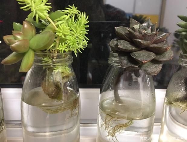 土培|多肉丢水里好度夏,叶子疯狂吸水,几天就变胖了