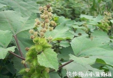 胡苍子|提个醒：农村路边见到此野果，记得要拿回家，现在知道还不晚