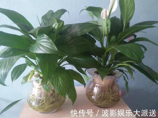 花盆|4种花就靠“水养”,多浇水、长得快,花友嗜水如命