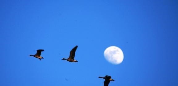 葱头|宠辱之间——争与不争