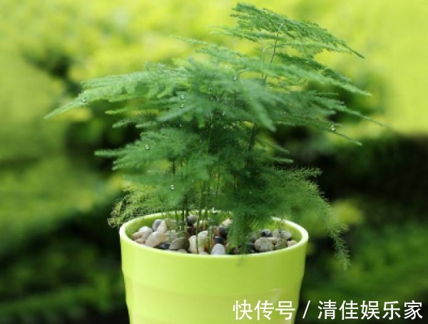 观赏价值|文竹总是不发新芽怎么办教你3个小妙招,枝繁叶茂轻松爆盆