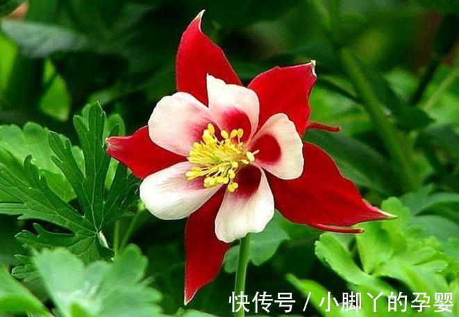 农历九月二十九霜降后，养什么花？以下3种花，三羊开泰富贵吉祥