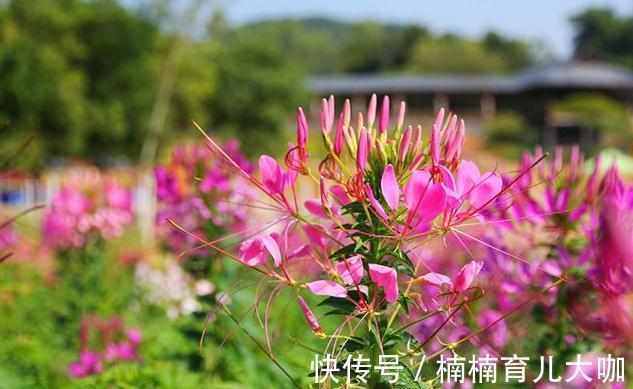 农历十月初三立冬后,养什么花?家里养3种花,前程似锦福到财到