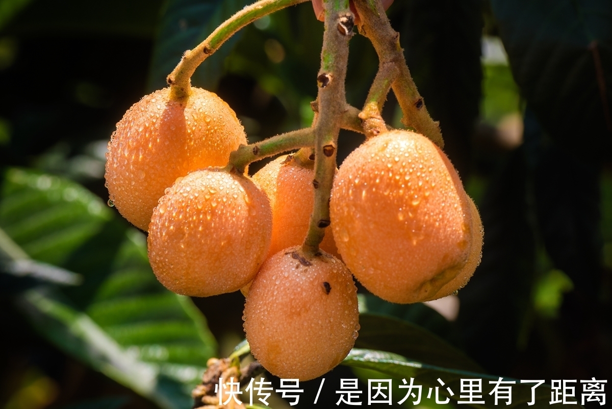 吸烟|想长寿要养肺,经常吃几物,养肺润燥,咳嗽感冒都少了