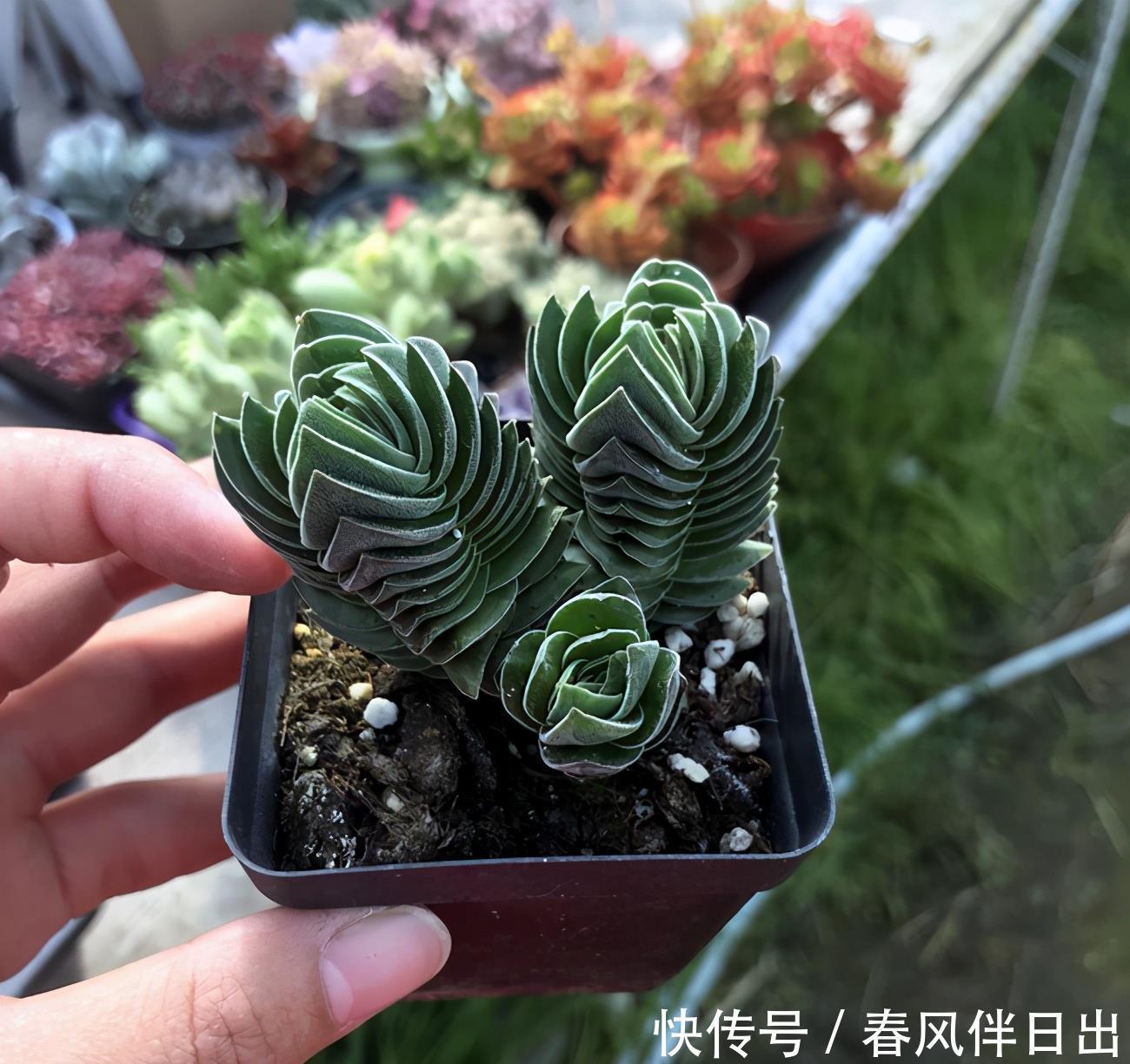 多肉植物青锁龙属 简介花椿 方塔 若歌诗 筒叶花月 看一看 粉紫色