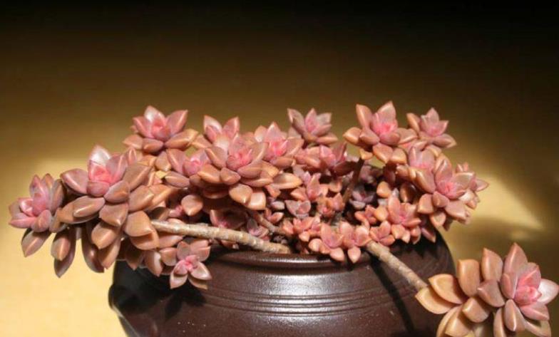 刚开始接触多肉选这“6种”,皮实耐养不易死,养出状态也很美!