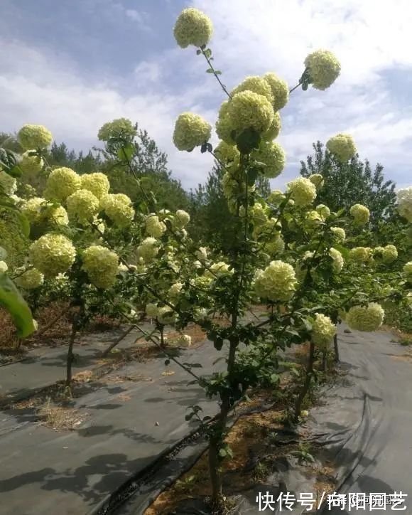 高端大气的“中华木绣球”,绣球花中的天花板,庭院养花必备