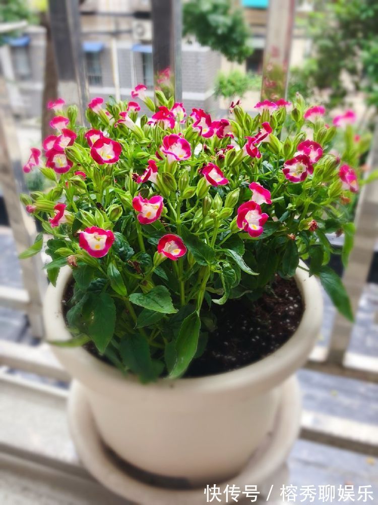 花卉|喜欢玫瑰,不如养盆“珍稀品种”蓝色妖姬,花中新贵,妖艳迷人!