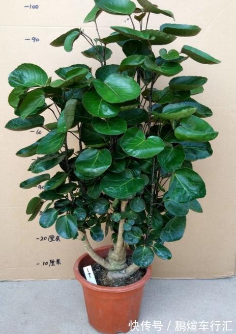 仙人掌|4种霸气侧漏的“丑绿植”,四季油绿寓意好,是家庭盆栽佳品