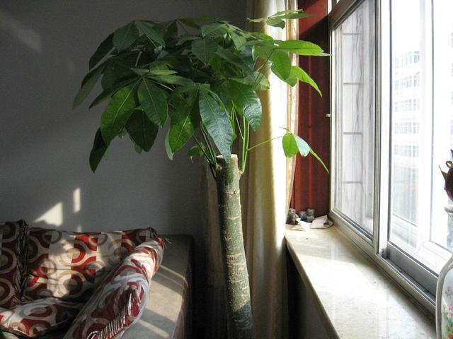 啤酒水淘米水浇花,关键“1步”不能少,否则变成养花“夺命水”