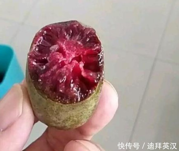 等我有院子，一定栽满此果树，有多少地就种多少，洋气