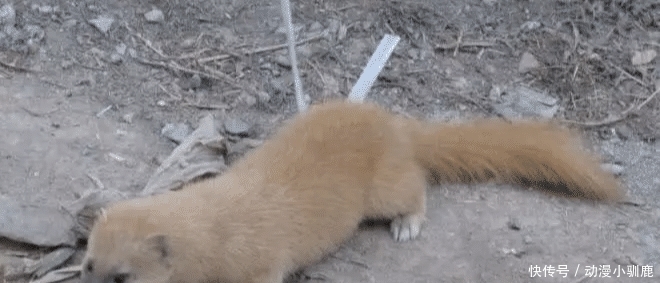 动物|农村这8种动物最好不要碰, 尤其是最后看着都害怕