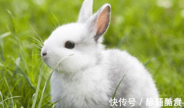 10兔9不全2021年属兔人的真命贵人是谁助你鲤跃龙门!