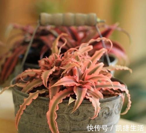 天凉了,室内养上几种花,耐阴又好养,随便养养越长越美!