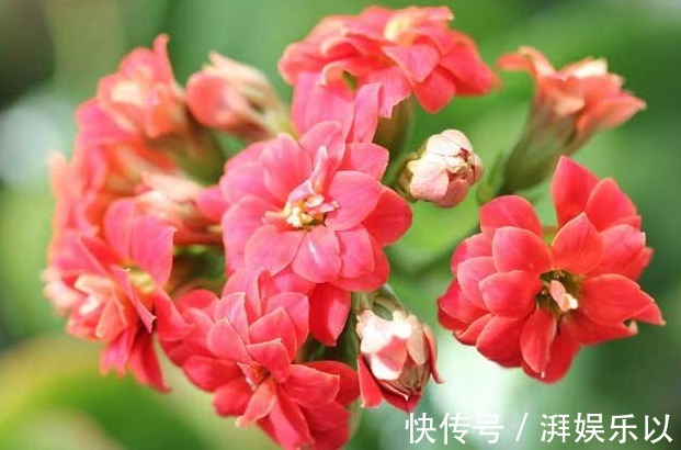 养长寿花,记住2个“要领”,次次开花“爆盆”,一开就是120天