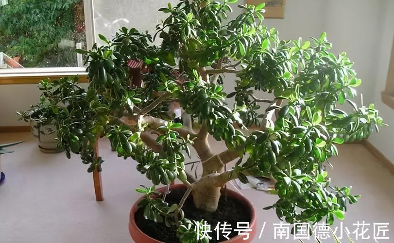 家庭养玉树：多注意4项事，长得枝叶繁茂，格外出彩
