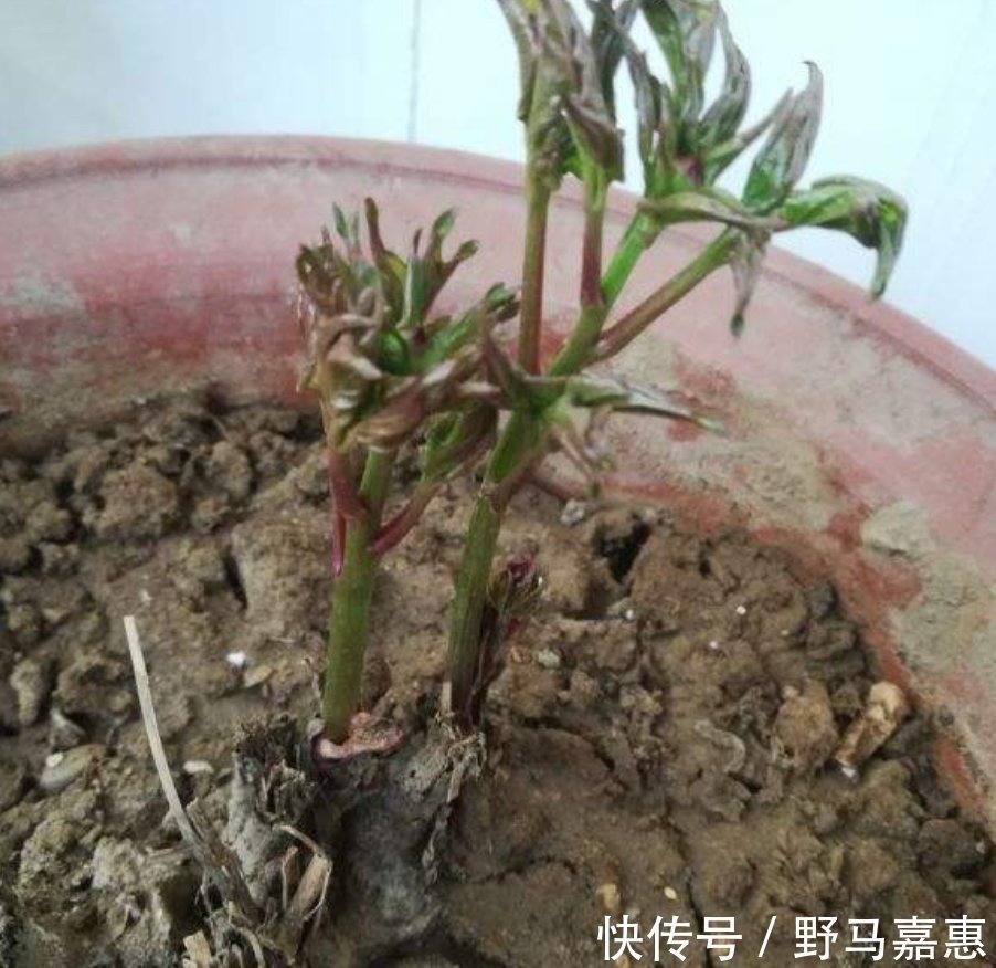 香椿|吃了半辈子香椿,却没见过这玩意,扔土里一种,半个月就长叶子