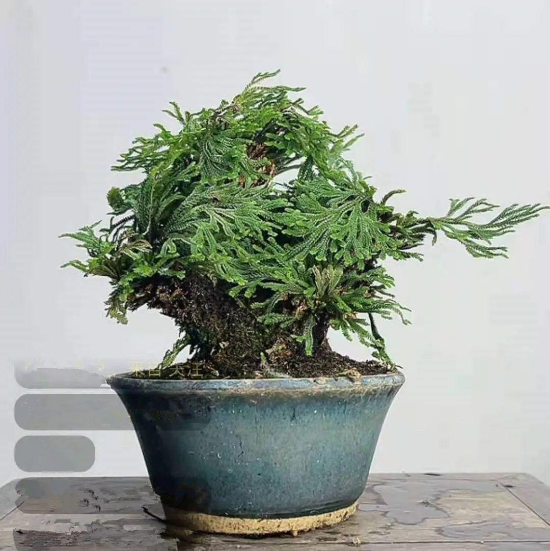 10种“养不死”的花,绿萝只能排最后一名,养死3种以上的举手