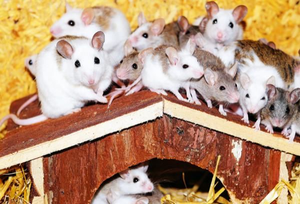 上婚|属鼠的人最强伴侣，想要上上婚的进来看看，遇见要好好珍惜