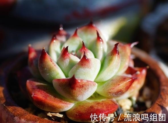 多头|多肉“吉娃娃”养单头还是多头,看完后都能养好了,让人着迷