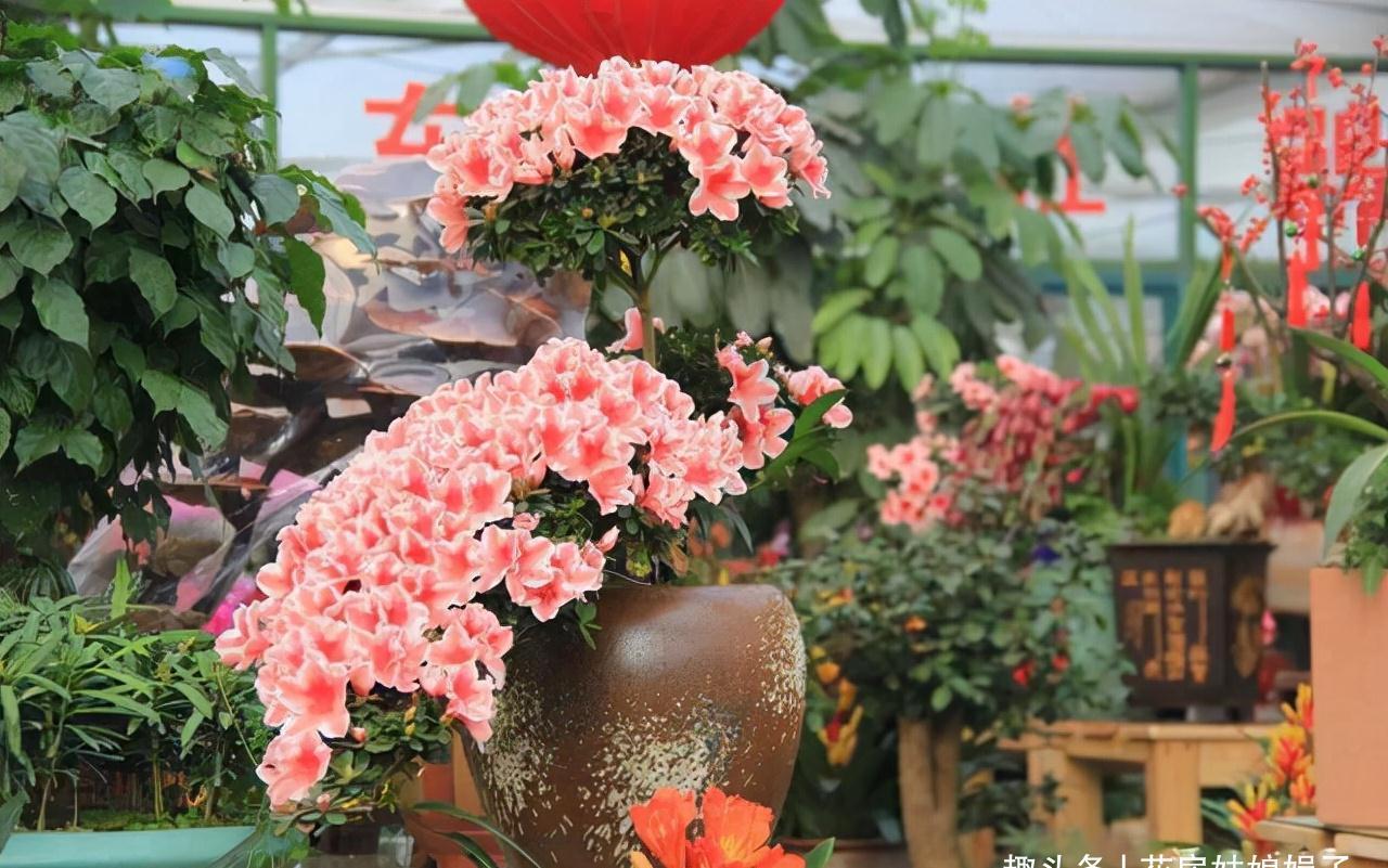 小丽花|12月了,家里养这些“年宵花”,株型美观、花色艳丽,还十分喜庆