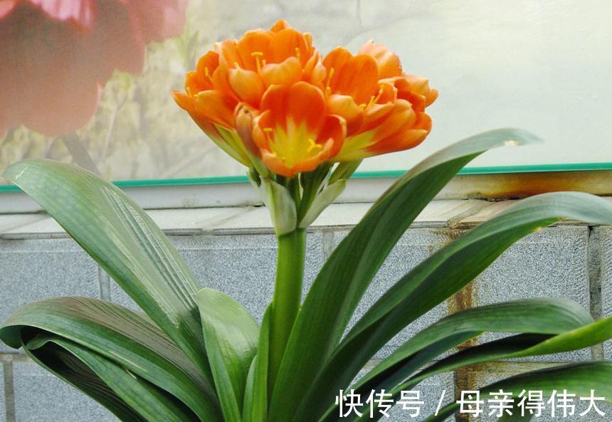 白绢病|盆栽君子兰软腐枯萎,常见3种病害,2分钟学会判断和治疗