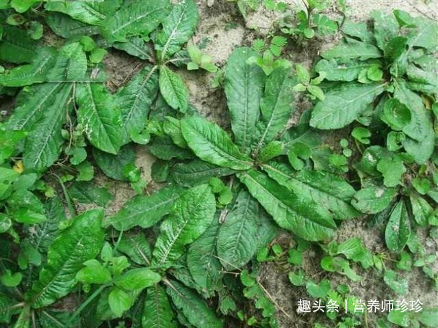 药材|村边常见的野草,虽然长得不好看,却是中医人眼中的珍贵药材