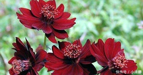 菊花|喜欢养菊就选“巧克力秋英”,具有巧克力香气,花期长室内盆栽养