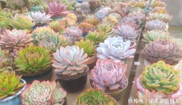阳台养多肉,记住“4要点”,照样养出美美的多肉!