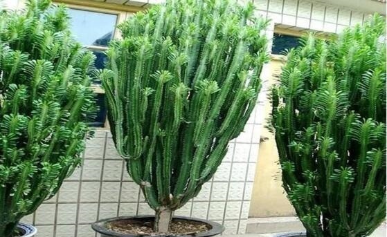 呼呼|常见的2种花,夏天多“切几刀”,才能呼呼冒“新芽”,翻倍的长