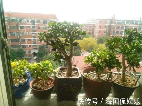 玉树|1片玉树叶子也能长成大老桩,方法一点就通,很容易就爆盆!