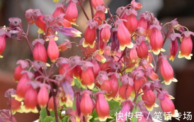 养花就养4种花，好养易活花量大，浇水就疯长，开花爆盆很容易