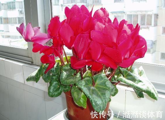 大丽花|石竹花、大丽花、仙客来、飘香藤，冬日养殖，砰砰开花