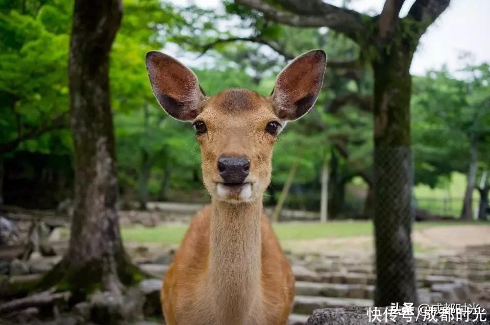 成都出发1h左右的车程 有特色的冷门小景点