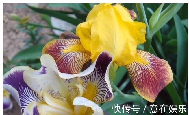 象征着鹏程万里,前途无量,素雅大方的鸢尾花