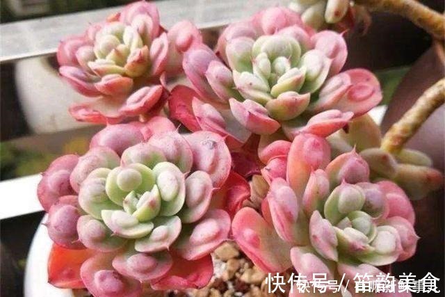多肉半死不活，浇水也不行教你3招，吹气般的胖起来！