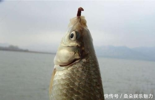 饵料|钓鱼遇到没口该怎么办学会这9招,鱼情变化再快也不怕了