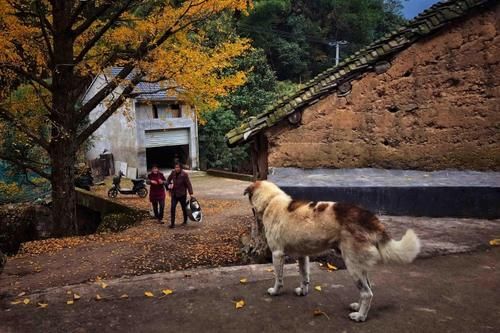 赏析|共建“我们的家园” ·《美图赏析》：观赏银杏正当时