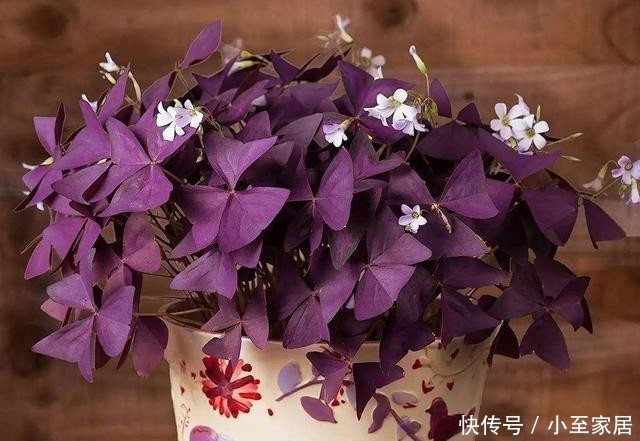 典雅|超漂亮的观叶植物,家里养一盆,漂亮又典雅!