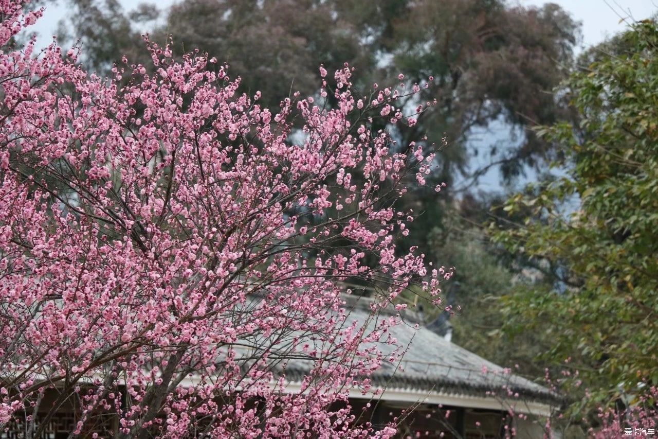 傲雪|梅花竞相开放了