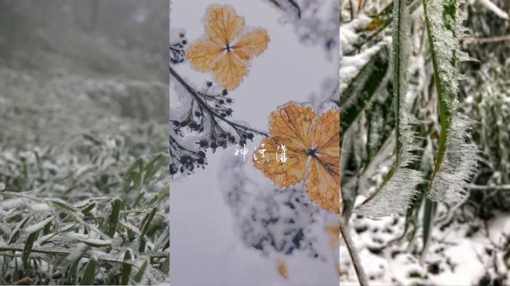 一大|德阳各地雪景美照大曝光！隔壁城市都羡慕哭了！一大波视频照片……