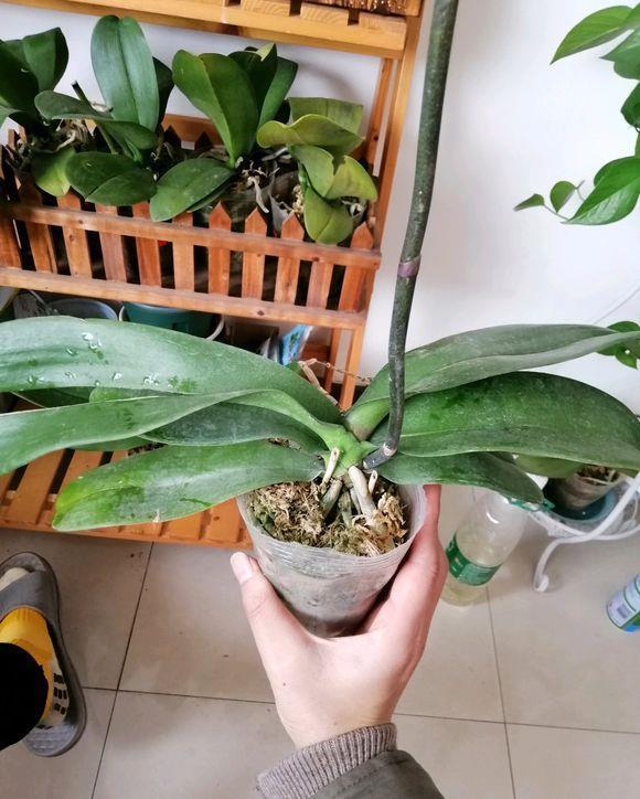 施肥|4种“富贵花”，7月要“穷养”，天气凉了就猛长