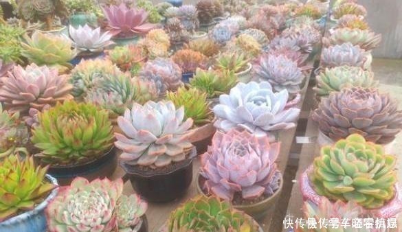 肥料|阳台养多肉,记住“4要点”,照样养出美美的多肉!
