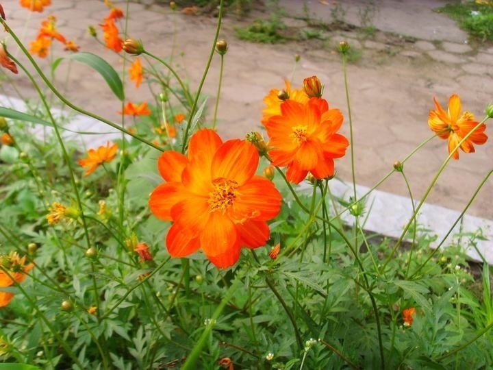 世界上品种最多的植物,没有之一,光路边就有20多种!