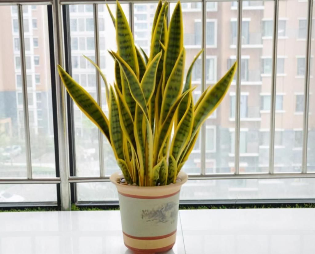 适合卧室养的6种花,好看又实用,养起来也很简单