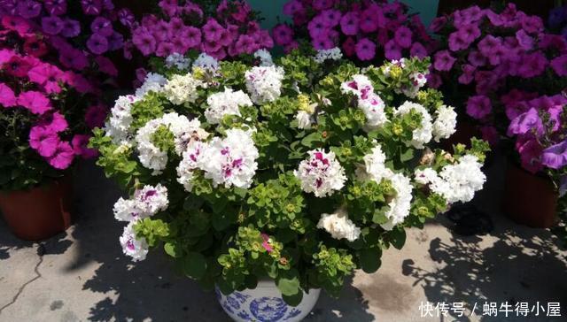 超简单的矮牵牛花暴盆方法,新手也能轻松暴盆