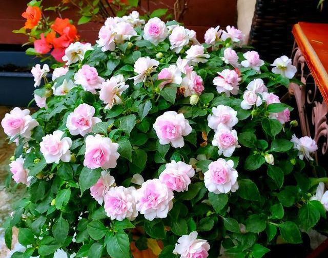 花美如|一年365天都在开花,花量大到爆盆,花美如月季山茶,南北都好养