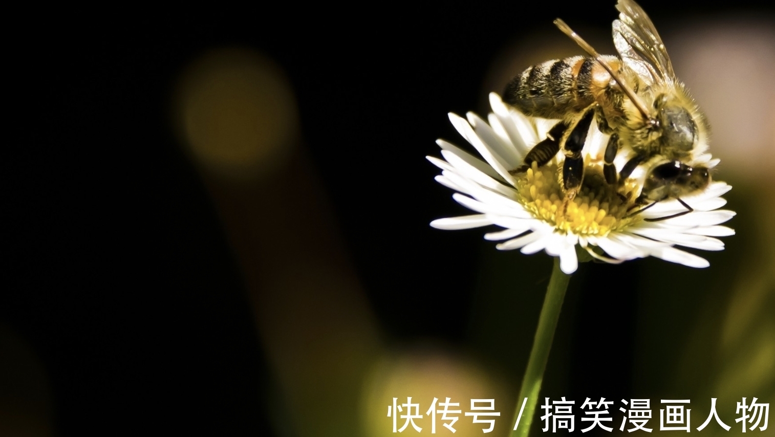 生肖牛|8月,苦苦相思,难解的爱,思念入骨,3生肖桃花运入命,难舍难分